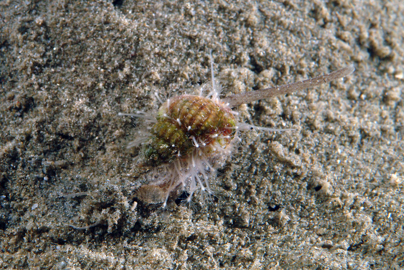 Nassarius pygmaeus